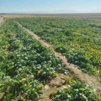 شلغم محلی|خوردنی و آشامیدنی|خبر, |دیوار