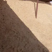 کاه گندم خوشه نرم درجه یک کربال