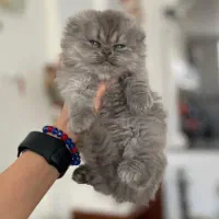 واگذاری گربه اسکاتیش لانگ هیر|گربه|شیراز, معالی‌آباد|دیوار