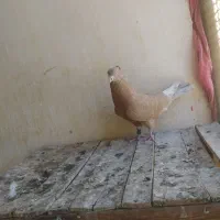 زردی کاکولی