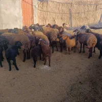 میش و شیشک بره دار و آبستن