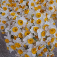 گل نرگس|گل و گیاه طبیعی|دهلران, |دیوار