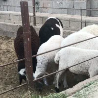 بره و کهره چپش|حیوانات مزرعه|کرمان, |دیوار