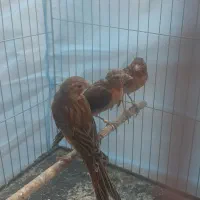 جوجه قناری سرخ