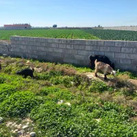 بزوبیگ|حیوانات مزرعه|دزفول, |دیوار