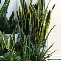 فروش عمده گل آپارتمانی