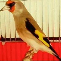 3تاسقایاسهره خوشکل مست|پرنده|کرمان, |دیوار