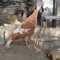 بوقلمون ماده جوان بشرط تخم