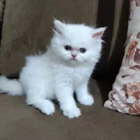 سرپرستی گربه پرشین عروسکی