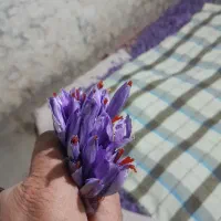 زعفران قائنات|خوردنی و آشامیدنی|قائن, |دیوار