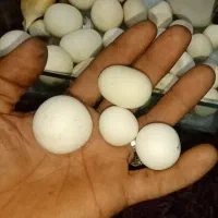 سنگ آسیاب اصل|کلکسیون اشیاء عتیقه|فسا, |دیوار