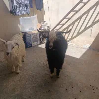 بزغاله زیر یک سال چاق دانخور توام