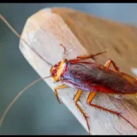 سم پاشی شمرون