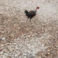 ۷ عدد مرغ و خروس|حیوانات مزرعه|اهواز, سپیدار|دیوار