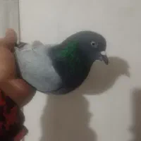 یک جفت کبوترسبز|پرنده|میاندوآب, |دیوار