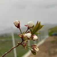 کشاورزی نوین فروش نهال