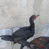 جوجه لاری نسل قدیم،تاج مهر عتیقه و خیلی کمیاب|حیوانات مزرعه|آفتاب, |دیوار