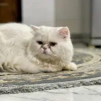 گربه پرشین نر دوملیون قیمتش