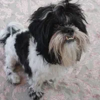 سگ گمشده در زرند