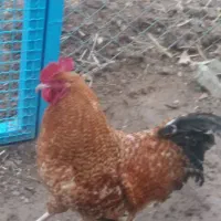 خروس سر حال