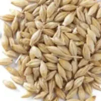 جو محلی