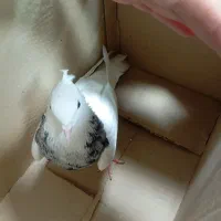 طوقی هفت رنگ نر|پرنده|نورآباد, |دیوار