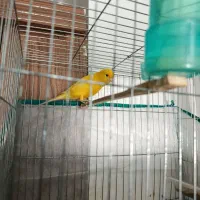 قناری نر بخوون