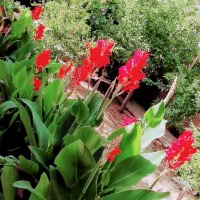 پیاز گل اختر