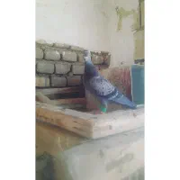 ماده زات هفترنگ