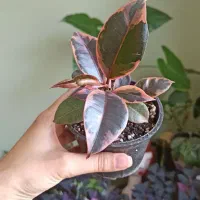 گل‌های آپارتمانی