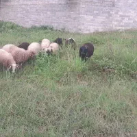 بره نر سالم|حیوانات مزرعه|نوشهر, |دیوار