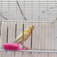 قناری|پرنده|بیرجند, |دیوار