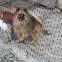 دو عدد پامر نر وماده|سگ|اندیشه, اندیشه فاز ۲|دیوار