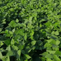 لوبیا زودرس|خوردنی و آشامیدنی|باغ حلی, |دیوار