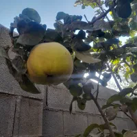 میوه به