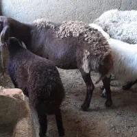 میش بره دار