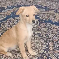 واگذاری توله سگ اشتپیز