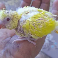 جوجه مرغ عشق دستی سرلاکی