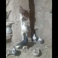 کبوتر نر ماده|پرنده|یزدان شهر, |دیوار