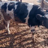 ۱گوساله هلشتاین