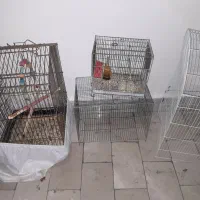 قفس پرنده