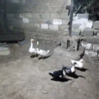 قو غاز نر و ماده