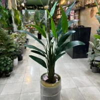 گیاه مصنوعی پرنده بهشتی