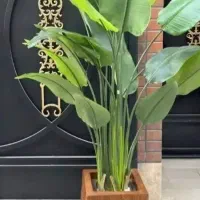 درختچه کنار سالنی