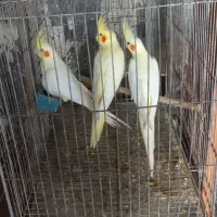 تعدادی عروس هلندی لوتینو دانه 500