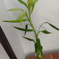 فروش گلهای طبیعی