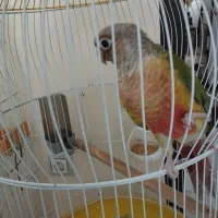 گرینچیک|پرنده|فولادشهر, مسکن مهر فولادشهر|دیوار