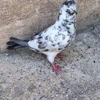 نر سوسکی پرشی