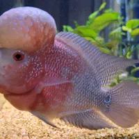 ماهی فلاورن هورن +غذا اوشن فری|ماهی|شیراز, سهل‌آباد|دیوار