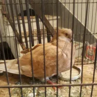 یک عددکبوتر